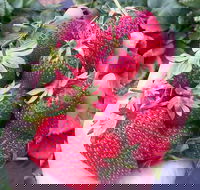 Mornington Peninsula including Strawberry Farm Day Tour from Melbourne - New South Wales Tourism 
