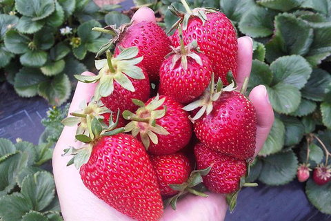 Mornington Peninsula Including Strawberry Farm Day Tour From Melbourne - New South Wales Tourism  0