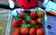 Mornington Peninsula Including Strawberry Farm Day Tour From Melbourne - thumb 6