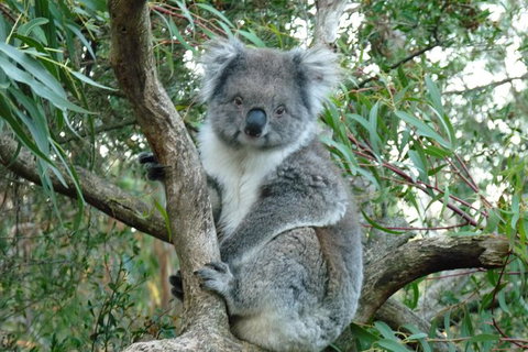 Melbourne Combo: Great Ocean Road Tour And Phillip Island Penguin Parade Tour - New South Wales Tourism  1
