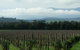 Yarra Valley Winery Tour From Melbourne Including Lunch And Yarra Valley Chocolaterie - thumb 6