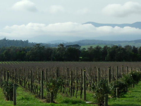 Yarra Valley Winery Tour From Melbourne Including Lunch And Yarra Valley Chocolaterie - New South Wales Tourism  6