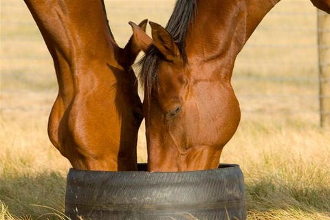 Champion Racehorse Tour With Beer And Wine Tasting - New South Wales Tourism  0