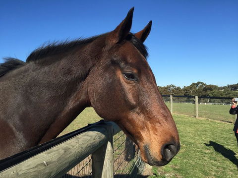 Champion Racehorse Tour With Beer And Wine Tasting - New South Wales Tourism  5