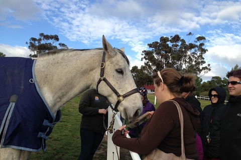 Champion Racehorse Tour With Beer And Wine Tasting - New South Wales Tourism  9