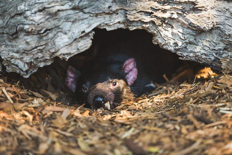 Small-Group Phillip Island Day Trip From Melbourne - New South Wales Tourism  6