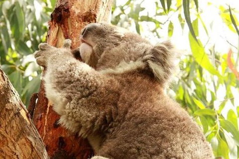 Small-Group Phillip Island Day Trip From Melbourne - New South Wales Tourism  4