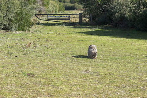Wilsons Promontory Walking And Sightseeing Tour From Phillip Island - New South Wales Tourism  9