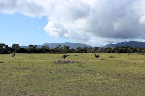 Wilsons Promontory Walking And Sightseeing Tour From Phillip Island - New South Wales Tourism  8