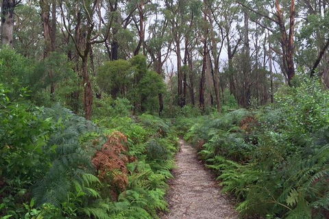 Wilsons Promontory Walking And Sightseeing Tour From Phillip Island - New South Wales Tourism  6