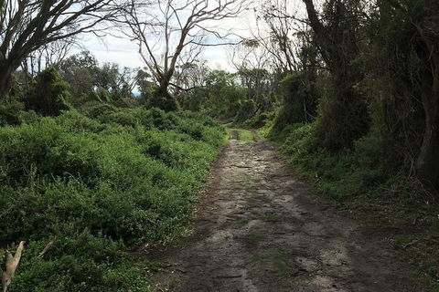 Phillip Island Walking & Bird Watching Tour - New South Wales Tourism  10