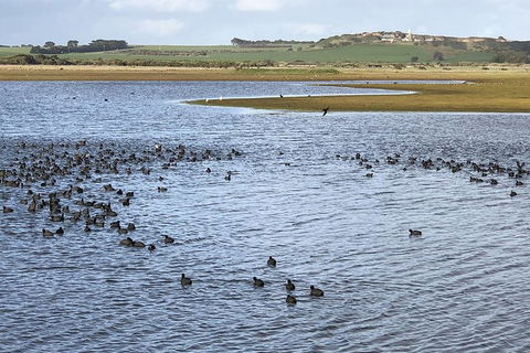 Phillip Island Walking & Bird Watching Tour - New South Wales Tourism  6