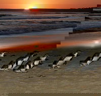 Phillip Island Penguin Parade Day Trip with Koala Park - New South Wales Tourism 