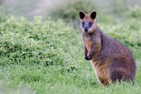 Phillip Island Penguin Parade Day Trip With Koala Park - New South Wales Tourism  1
