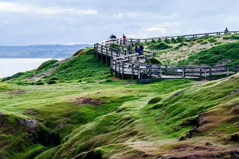Phillip Island Penguin Parade Day Trip With Koala Park - New South Wales Tourism  11