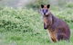 Phillip Island Penguin Parade Day Trip With Koala Park - thumb 17