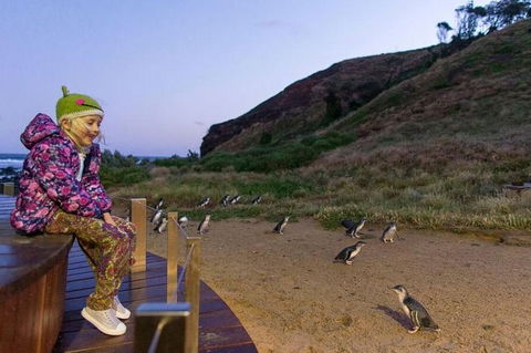 Phillip Island Penguin Parade Day Trip With Koala Park - New South Wales Tourism  6