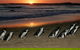 Phillip Island Penguin Parade Day Trip With Koala Park - thumb 9
