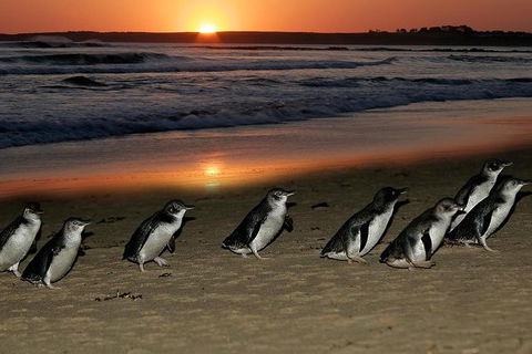 Phillip Island Penguin Parade Day Trip With Koala Park - New South Wales Tourism  9