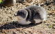 Phillip Island Penguin Parade Day Trip With Koala Park - thumb 10