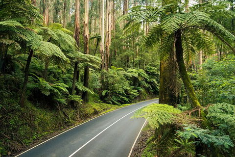 Melbourne Snow Trip To Lake Mountain Resort With Chocolates And Waterfalls - New South Wales Tourism  17