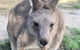 Phillip Island Kangaroos, Koalas And Penguin Parade Tour - thumb 1