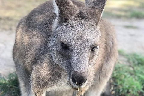 Phillip Island Kangaroos, Koalas And Penguin Parade Tour - New South Wales Tourism  1