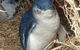 Phillip Island Kangaroos, Koalas And Penguin Parade Tour - thumb 0