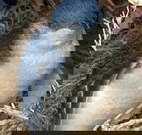 Phillip Island Kangaroos Koalas and Penguin parade tour - New South Wales Tourism 