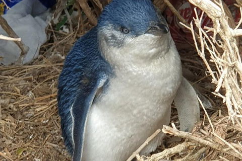 Phillip Island Kangaroos, Koalas And Penguin Parade Tour - New South Wales Tourism  0