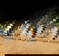 Private Tour to Phillip Island with Ranger Guided Experience - New South Wales Tourism 