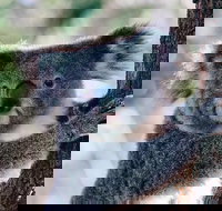 Private Tour Healesville Sanctuary Wildlife  Puffing Billy Steam Train - New South Wales Tourism 