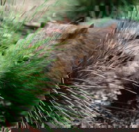 Private Nocturnal Wildlife Tour from Melbourne - New South Wales Tourism 