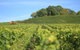 Customized Private Winery Day Tour In Yarra Valley At Your Own Choices - thumb 1