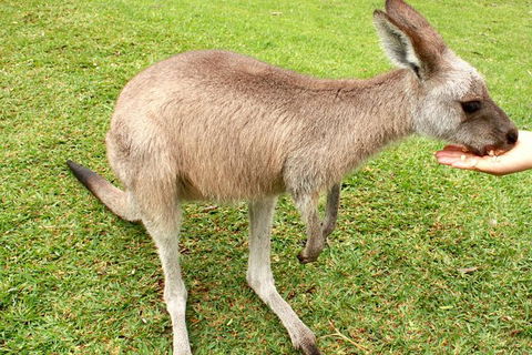 2 Day Exclusively Private Tour Of Phillip Island & The Penguin Parade - New South Wales Tourism  0