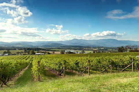 Yarra Valley Icons Guns Tour From Melbourne Including Lunch And Local Guide - New South Wales Tourism  1