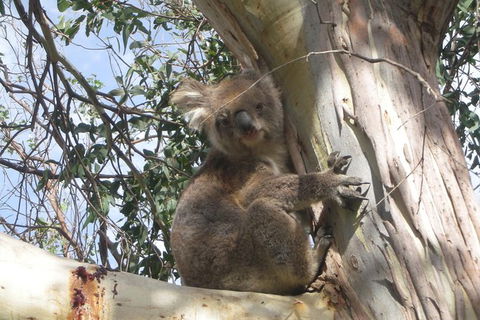 Small-Group Great Ocean Road Classic Day Tour From Melbourne - New South Wales Tourism  7
