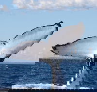 Phillip Island Whale Watching Tour - New South Wales Tourism 