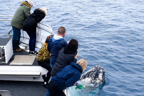 Phillip Island Whale Watching Tour - New South Wales Tourism  7