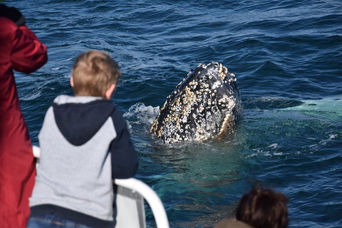 Phillip Island Whale Watching Tour - New South Wales Tourism  8