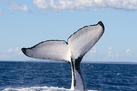 Phillip Island Whale Watching Tour - New South Wales Tourism  5
