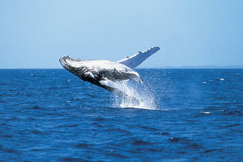 Phillip Island Whale Watching Tour - New South Wales Tourism  3