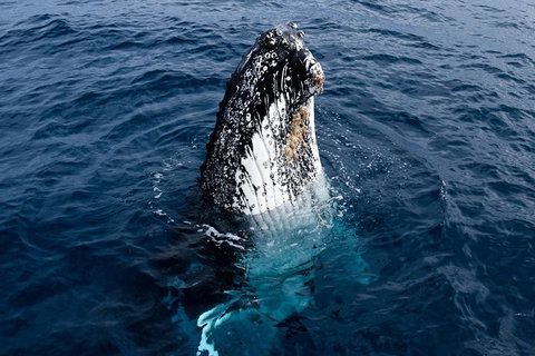 Phillip Island Whale Watching Tour - New South Wales Tourism  6