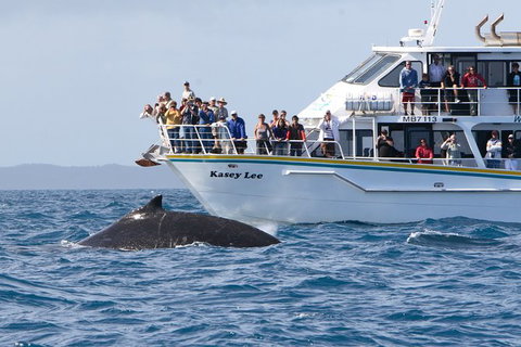Phillip Island Whale Watching Tour - New South Wales Tourism  2