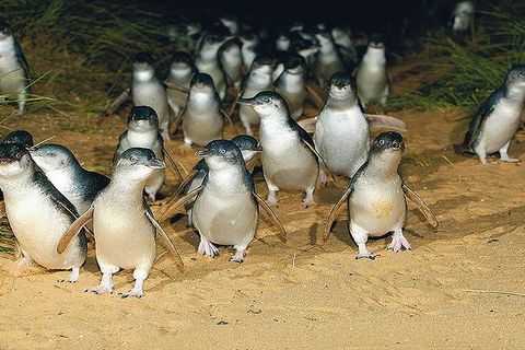 Day Tour Of Phillip Island Nature Parks & Penguins - New South Wales Tourism  6