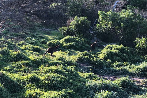 Day Tour Of Phillip Island Nature Parks & Penguins - New South Wales Tourism  8