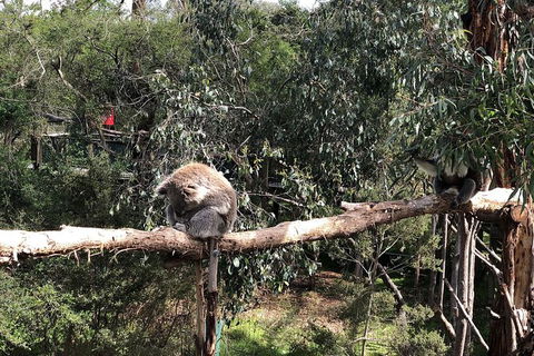 Day Tour Of Phillip Island Nature Parks & Penguins - New South Wales Tourism  4