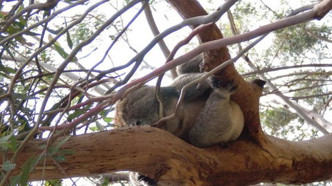 Phillip Island 3 Park Pass: Penguin Parade, Koala Conservation Centre And Penguin Parade, Koala ConservationHeritage Farm - New South Wales Tourism  4