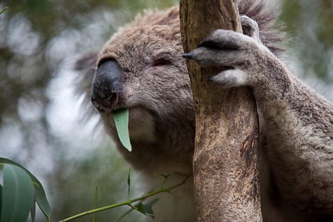 Phillip Island 3 Park Pass: Penguin Parade, Koala Conservation Centre And Penguin Parade, Koala ConservationHeritage Farm - New South Wales Tourism  1