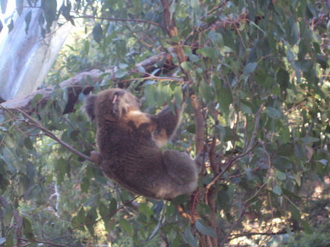 Phillip Island 3 Park Pass: Penguin Parade, Koala Conservation Centre And Penguin Parade, Koala ConservationHeritage Farm - New South Wales Tourism  2
